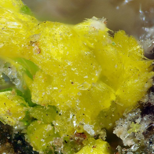 alwilkinsite-(Y)
