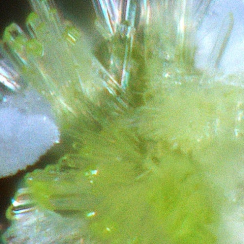 belakovskiite