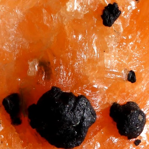 djurleite