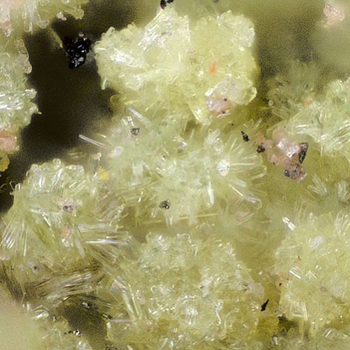 feynmanite