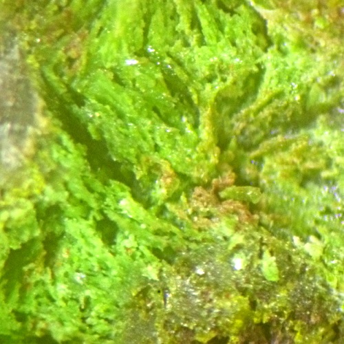 v&eacute;signi&eacute;ite